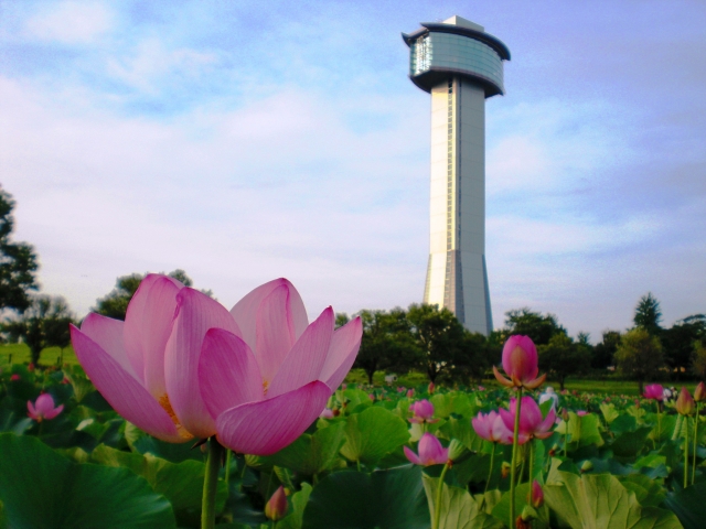 行田市の古代蓮の花