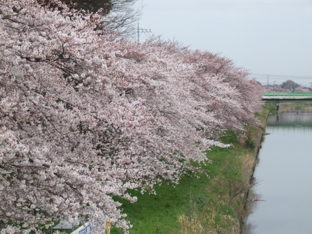 蓮田市の桜並木