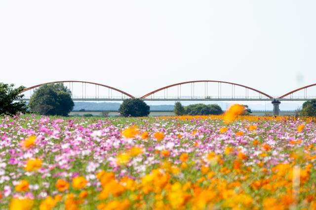 鴻巣市のコスモス畑