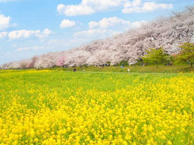 幸手市権現堂の桜と菜の花