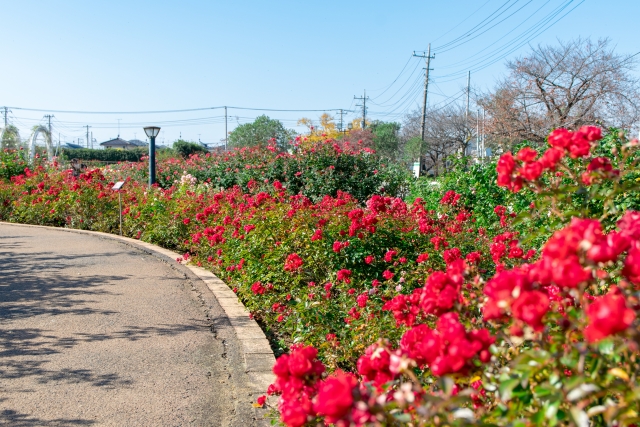 伊奈町バラ園