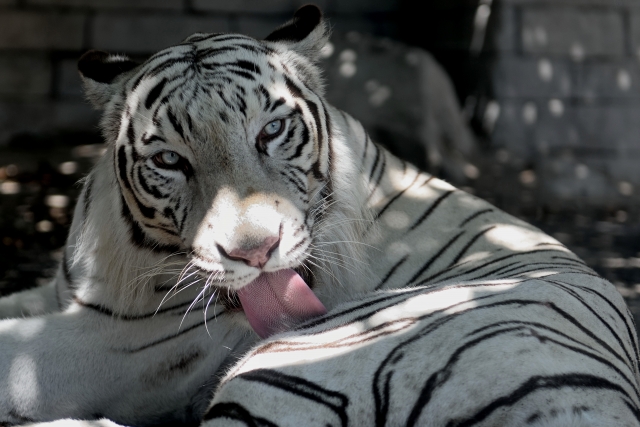 東武動物公園