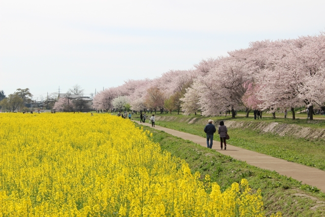 幸手市権現堂の桜と菜の花