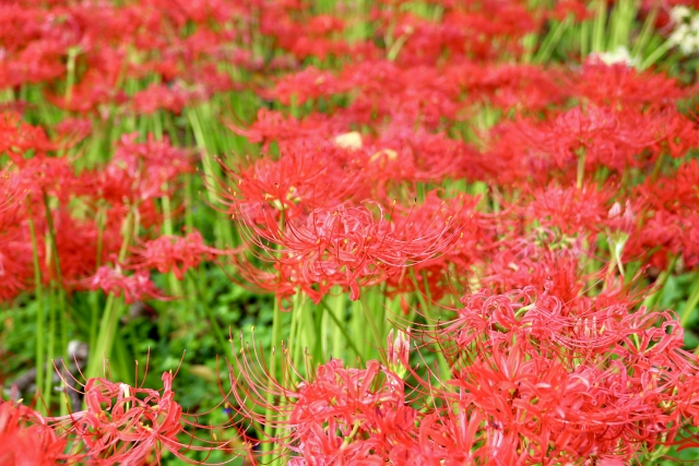 幸手市の曼殊沙華の花