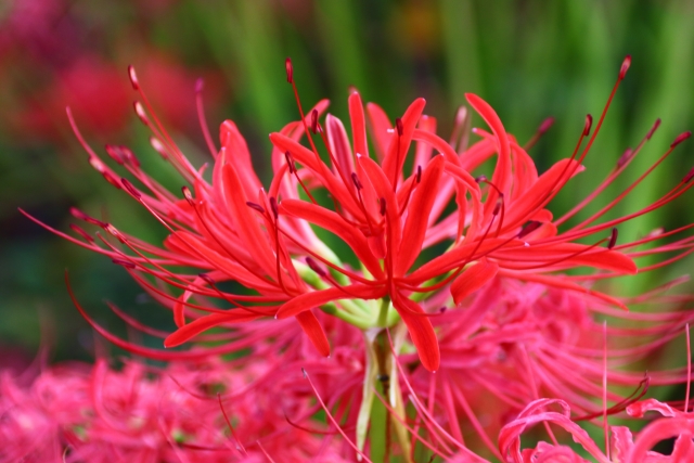 幸手市の曼殊沙華