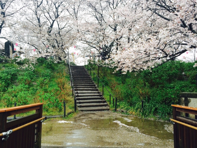 幸手市権現堂の桜