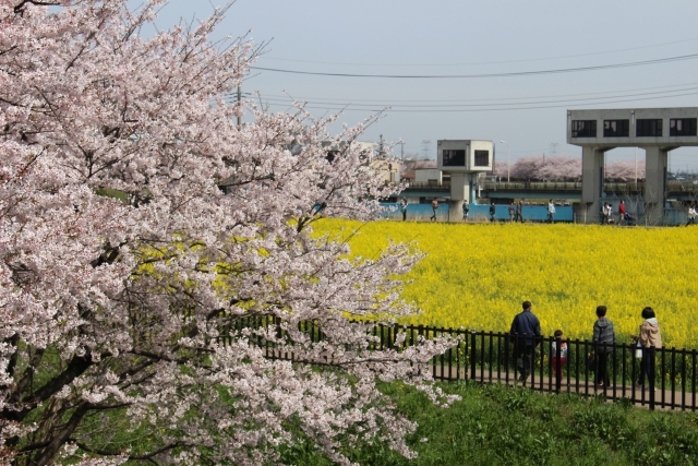 幸手市権現堂の桜と菜の花